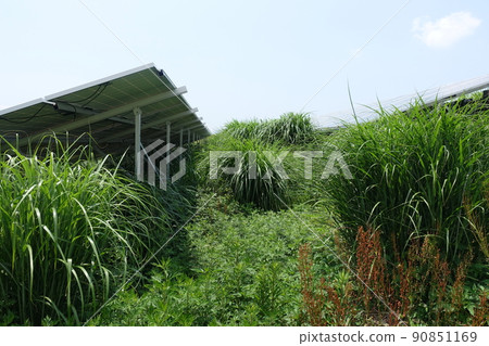 Solar power plant with overgrown weeds Solar power plant with overgrown weeds 90851169