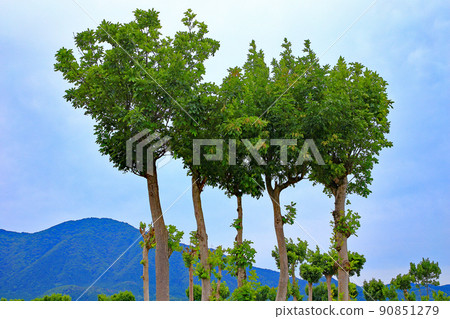 Natsui's row of trees 90851279
