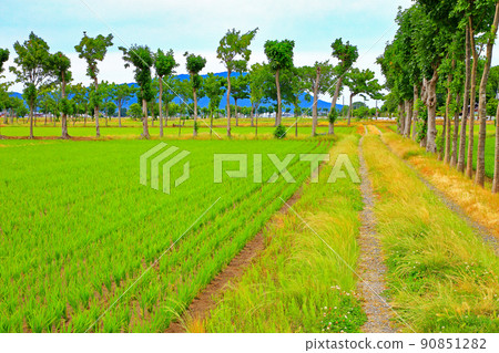Natsui's row of trees 90851282