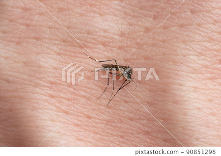 One dead mosquito One dead mosquito 90851298