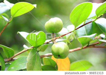 圓形山茶果 圓形山茶果 90851313
