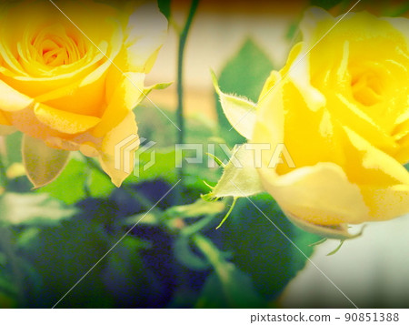 房間裡的黃玫瑰 1 90851388