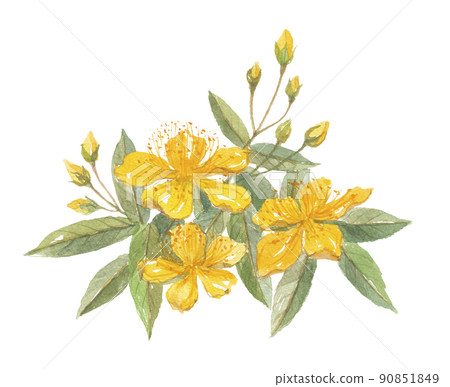 Hypericum monogynum Mioyanagi Hypericum monogynum Mioyanagi 90851849