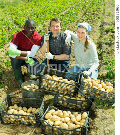 Professional gardeners posing with harvest of potatoes 90851966
