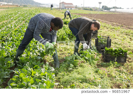 Men picking harvest of green spinach to crates outdoor Men picking harvest of green spinach to crates outdoor 90851967