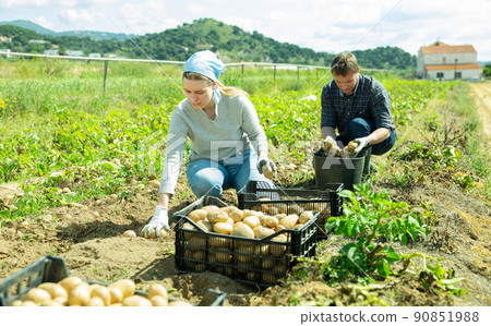 Couple of farmers harvest crop of potatoes on the field Couple of farmers harvest crop of potatoes on the field 90851988