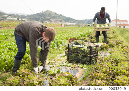Farmer harvesting lettuce Farmer harvesting lettuce 90852049