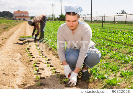 Woman plants sprouts of lettuce on field 90852098