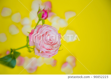 A rose flower stands on the side on a yellow background surrounded by petals with space for text. High quality photo A rose flower stands on the side on a yellow background surrounded by petals with space for text. High quality photo 90852223