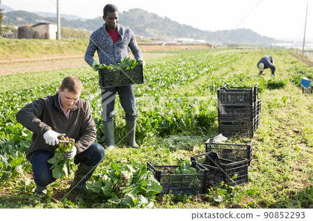 Men horticulturists picking harvest of green spinach 90852293