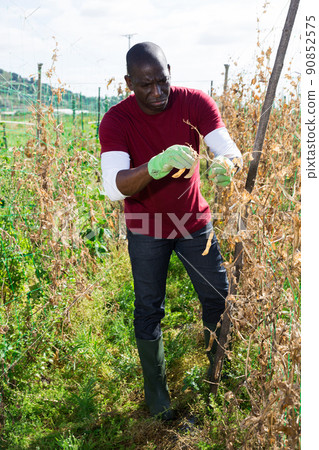 African American man picking ripe legumes 90852575