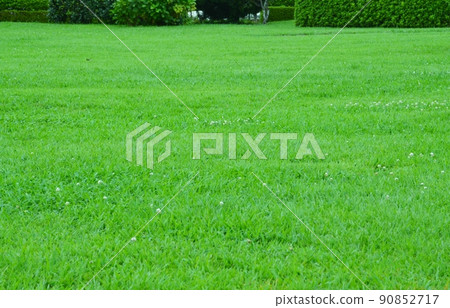 Background material that covers the entire screen with green grass 90852717
