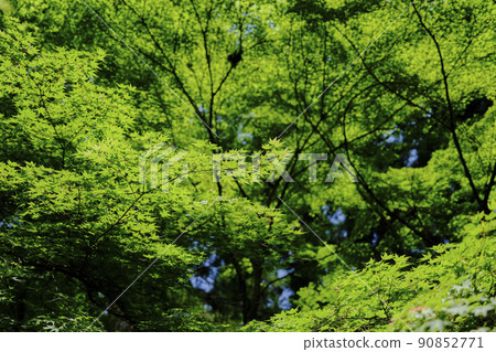 Landscape material: Fresh early summer sunlight and beautiful blue autumn leaves 90852771