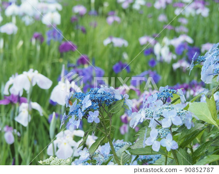 Hydrangea and irises Hydrangea and irises 90852787