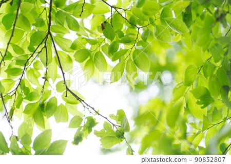 New green background material New green background material 90852807