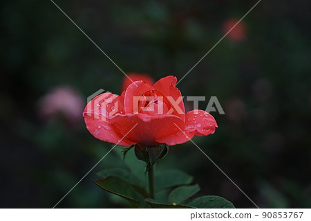 rose rose 90853767
