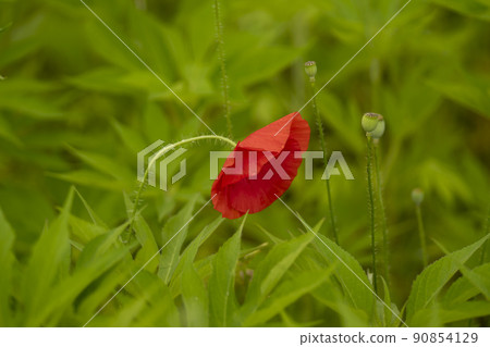 A garden of water 90854129