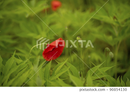 A garden of water A garden of water 90854130