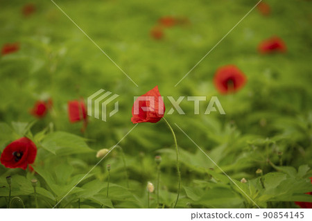 A garden of water 90854145