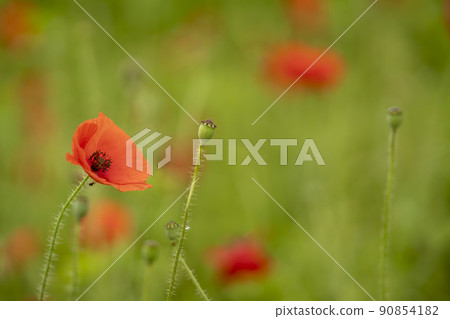 A garden of water 90854182