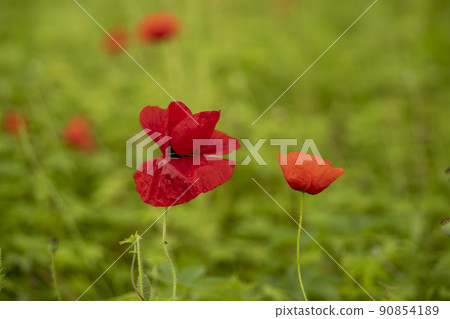 A garden of water A garden of water 90854189