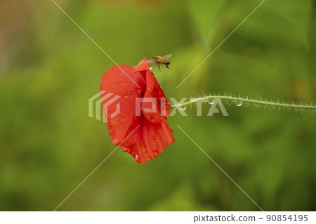 一個水的花園 90854195