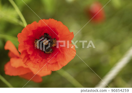 一個水的花園 90854259