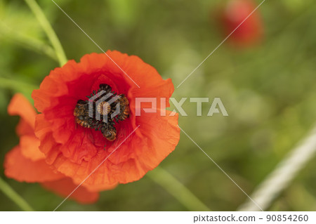 一個水的花園 90854260