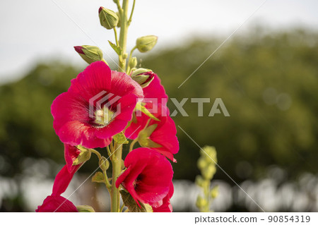 蜀葵 蜀葵 90854319