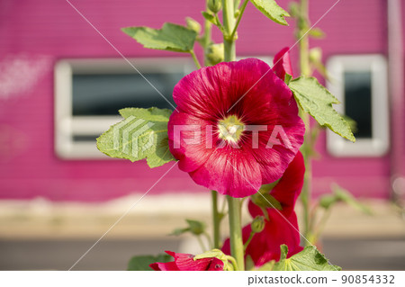 hollyhock 90854332