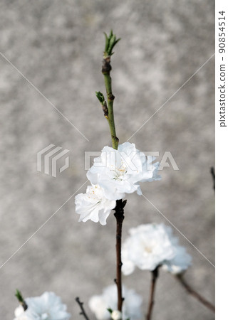 White flowers of Hanamomo 90854514