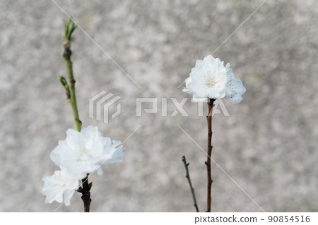 White flowers of Hanamomo 90854516