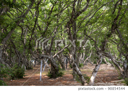 Sosa tree Sosa tree 90854544
