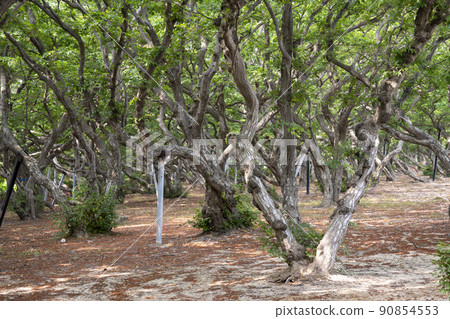 Sosa tree 90854553