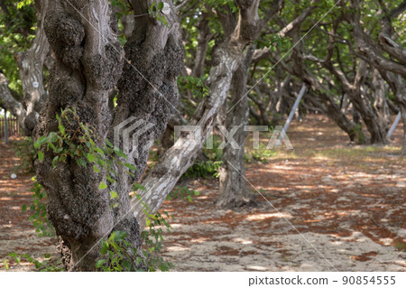 Sosa tree 90854555