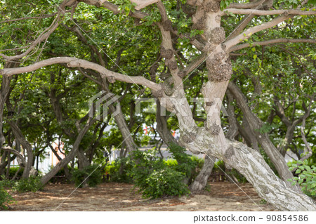 索薩樹 90854586