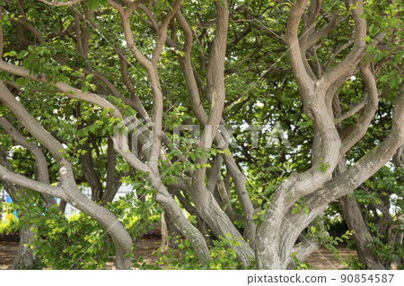 索薩樹 90854587