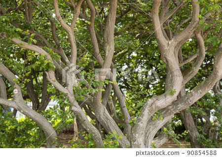 索薩樹 90854588