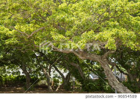 索薩樹 90854589