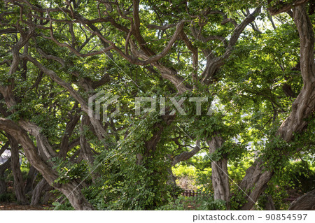 索薩樹 90854597