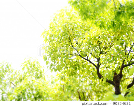 Overgrown trees 90854621