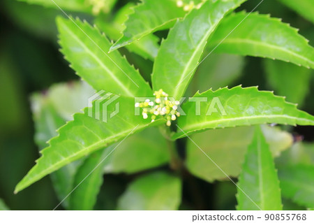 Senryo的黃色花 Senryo的黃色花 90855768