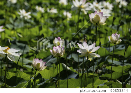 Lotus flower Lotus flower 90855844