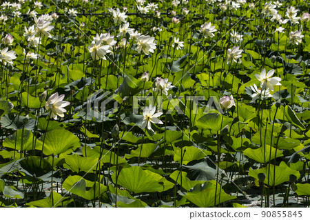 Lotus flower Lotus flower 90855845
