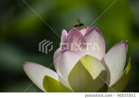 蓮花 蓮花 90855851