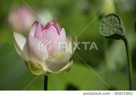 Lotus flower  90855862