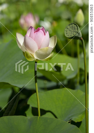 Lotus flower  90855863