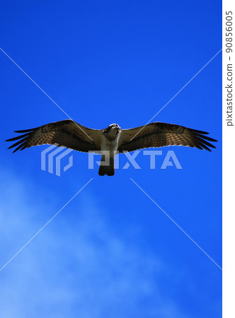 Osprey gliding through the blue sky 90856005