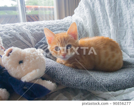 kitten 90856277