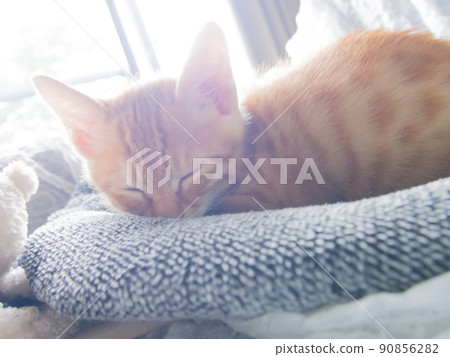kitten 90856282
